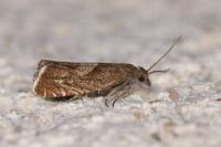 Dichrorampha acuminatana