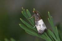 Notocelia cynosbatella
