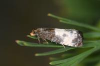 Notocelia cynosbatella