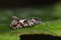 Pammene argyrana