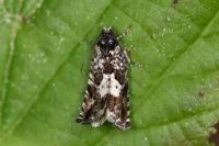 Pammene argyrana