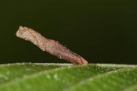 Coleophora alnifoliae