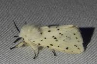 Spilosoma lubricipeda