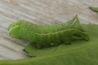 Amphipyra pyramidea