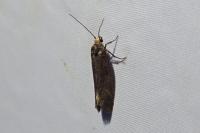 Cephimallota crassiflavella