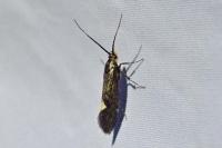 Esperia sulphurella
