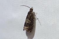 Pammene agnotana
