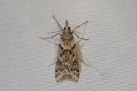 Eudonia angustea