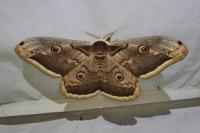 Saturnia pyri