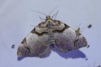 Anticlea derivata