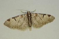 Eupithecia insigniata