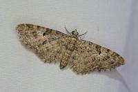 Eupithecia dodoneata