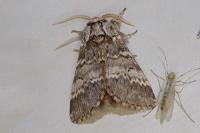 Drymonia ruficornis