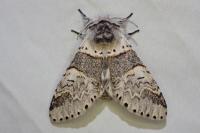 Furcula furcula