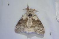 Calliteara pudibunda