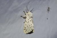 Spilosoma lubricipeda