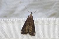 Schrankia costaestrigalis