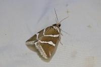 Deltote bankiana