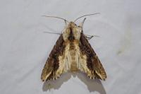 Egira conspicillaris