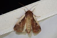 Ochropleura plecta