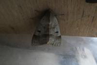 Minucia lunaris