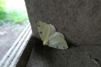 Opisthograptis luteolata