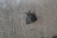 Diaphora mendica