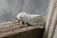 Spilosoma lubricipeda