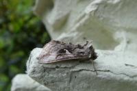 Autographa gamma