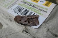 Orthosia gothica