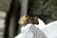 Diachrysia chrysitis