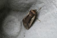 Ochropleura plecta