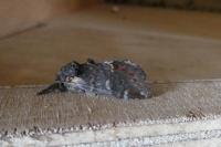 Notodonta dromedarius