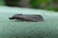 Schrankia costaestrigalis