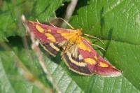 Pyrausta purpuralis