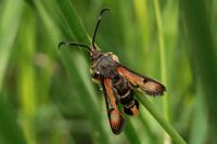 Pyropteron chrysidiforme