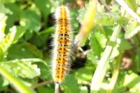 Lasiocampa trifolii