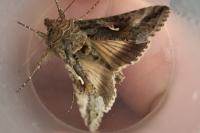 Autographa gamma