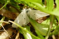 Diaphora mendica