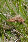 Ematurga atomaria