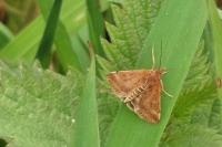 Pyrausta despicata