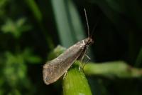 Glyphipterix fuscoviridella