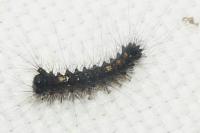 Lymantria dispar