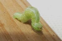 Operophtera brumata