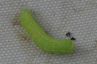 Orthosia cerasi