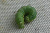 Orthosia cruda