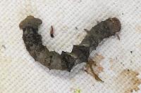 Phigalia pilosaria