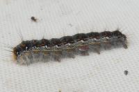 Trichiura crataegi
