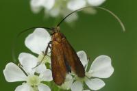 Cauchas rufimitrella