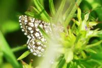 Chiasmia clathrata